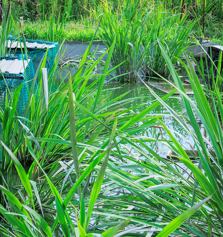 清らかな水で育てられたまこも
