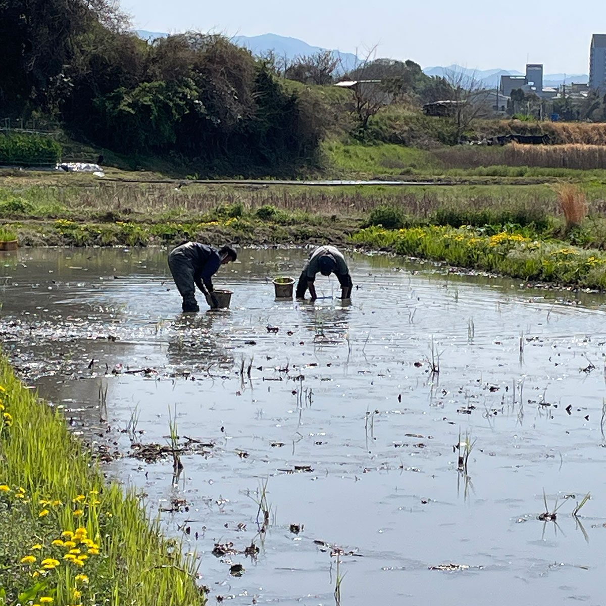 まこもの田植え