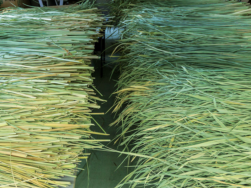 乾燥させたまこも